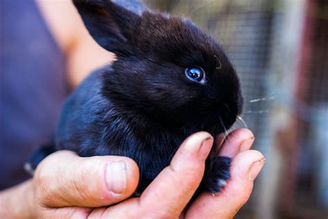 Black Rabbit · Free Stock Photo