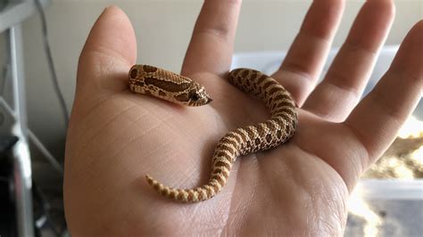 Feeding upgrade - Western Hognose - MorphMarket Reptile Community