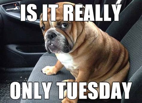 Tuesday-memes-is-it-really-dog – Comics And Memes