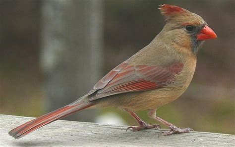 Cardinal Rule: Female Birds Sing, Too - Scientific American