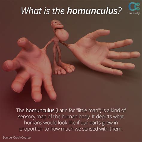 This creepy, fictional figure is a version of the homunculus—it represents the weighted ...