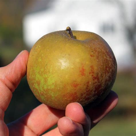 Finding the Best Heirloom Apples for the Small Home Orchard : This ...