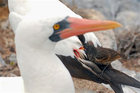 Conoce a los pájaros vampiro de las Galápagos – Español