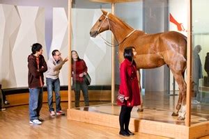 Phar Lap - Melbourne Museum