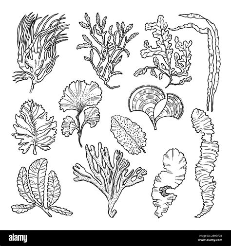 Underwater plant Black and White Stock Photos & Images - Alamy