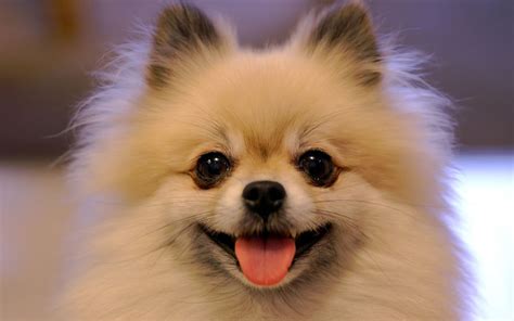 smiling pomeranian ^^ - dancing little animals Wallpaper (28884976) - Fanpop