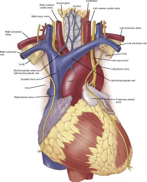 Anatomy of the thoracic aorta and of its branches. | Semantic Scholar