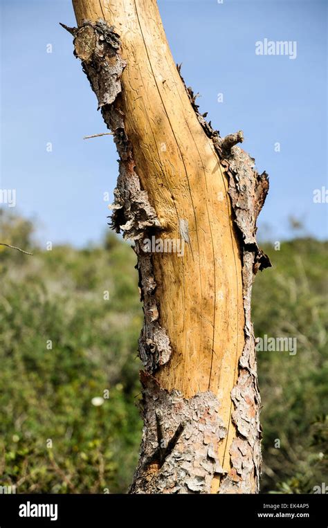 Tree Bark Peeling Stock Photos & Tree Bark Peeling Stock Images - Alamy