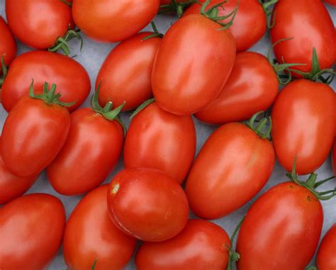 Roma tomato, growing this disease-proof tomato variety for home-cooking