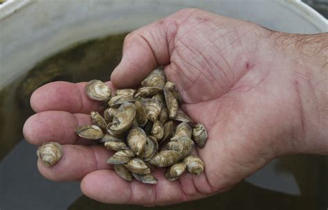 Pictures: Oyster Farming - Daily Press