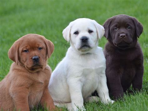 Labrador Retriever is Denver's most popular breed - The Cherry Creek News