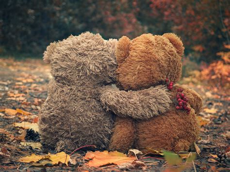 87645462 - two teddy bear hugging each other and looking at the autumn forest | Harmonie ...