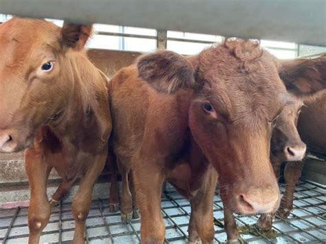 Red Heifers Arrive in Israel - What Does This Mean? — Song For Israel