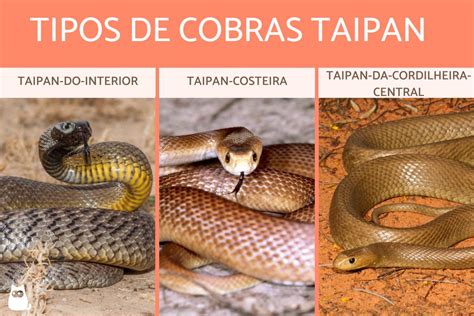 Tipos de cobras taipan - Características, habitat e veneno (com FOTOS)