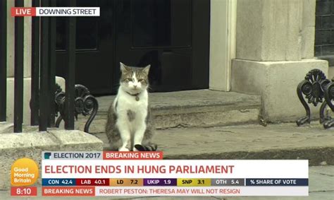 Good Morning Britain on Twitter: "BREAKING NEWS: Larry the cat is currently standing outside of ...