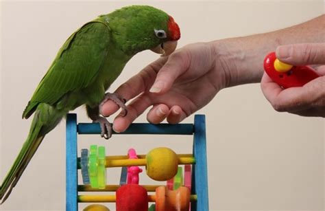 Clicker Training Your Parrot to Modify Behavior - Hari