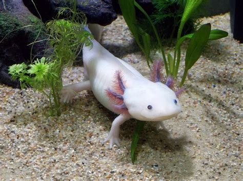 Unusual Tropical Fish For Your Freshwater Home Aquarium