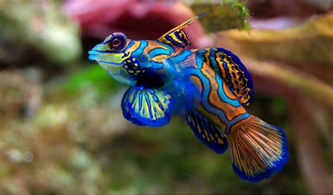 Beware of the beautiful but poisonous mandarinfish - Australian Geographic