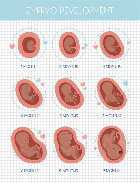 Pregnancy stages on Behance