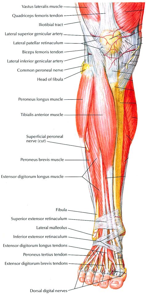 Muscles that lift the Arches of the Feet