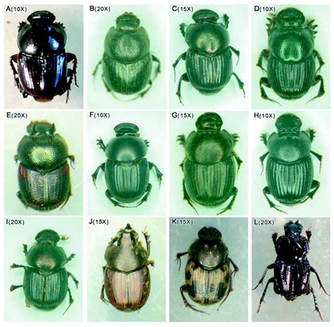 Endemic dung beetle species (A-K) and dominant dweller species (L)... | Download Scientific Diagram