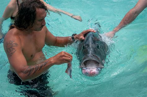 Giant Trevally Fish - Ed O'Keeffe Photography