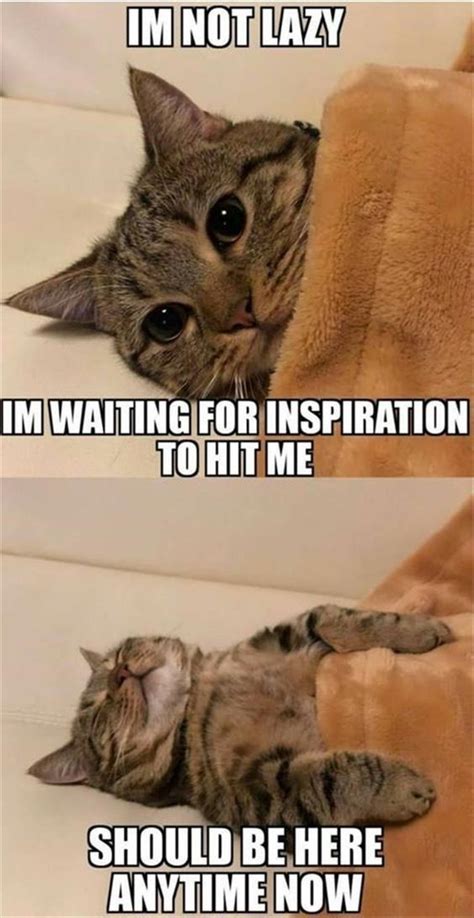 Clean Cat Memes Funny / 45 Cat Memes You Ll Laugh At Every Time Reader ...