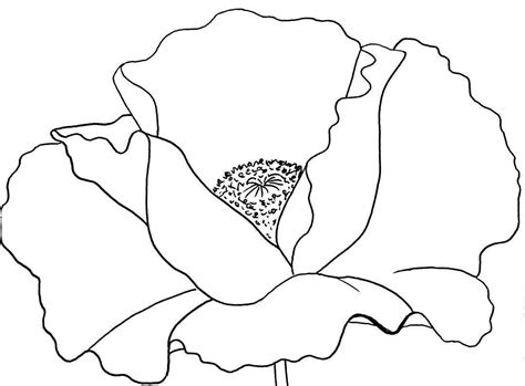 Résultat de recherche d'images pour "angela anderson peony traceable" | Poppy drawing, Poppy ...
