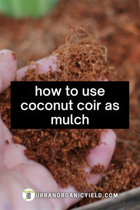 Coconut Coir as Mulch in Landscaping | Garden mulch, Coir, Coconut