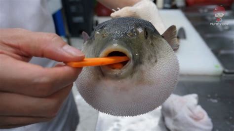 Pufferfish Eating a Carrot | Puffer fish, Eating carrots, Fishing memes