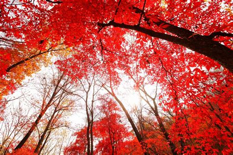 Where to see red leaves of autumn[2]- Chinadaily.com.cn