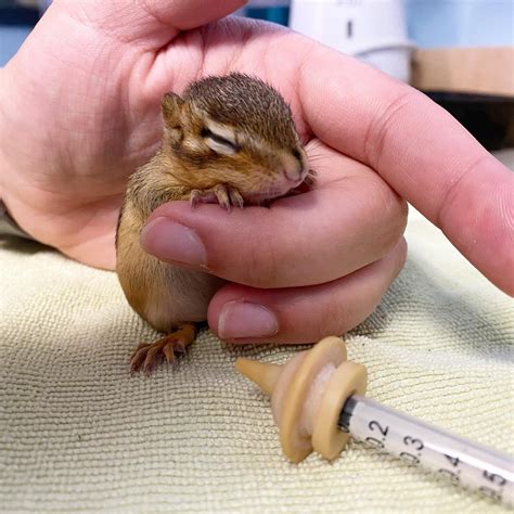 Chipmunks — West Shore Wildlife Center