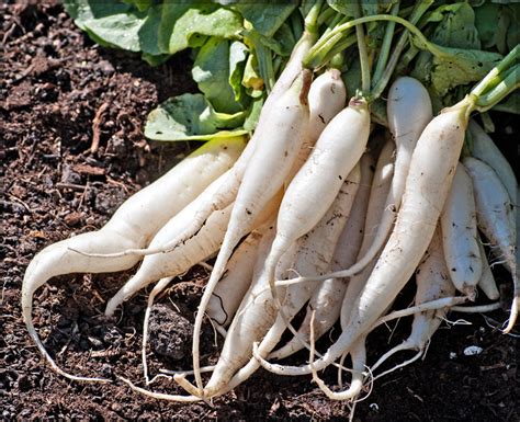 Radish White Long - (Pack of 100 Seeds) - GardenHunt