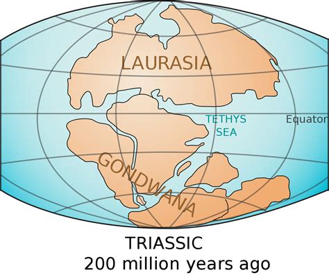 Around 335 to 250 million years ago, Gondwana and Laurasia joined together to form the ...