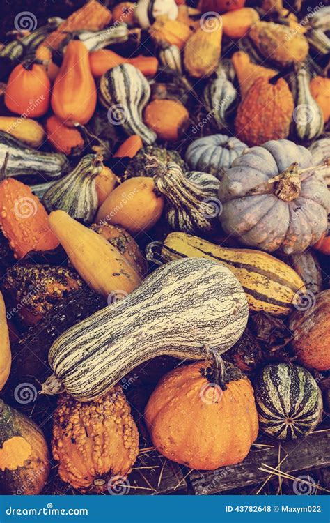 Pumpkins stock photo. Image of celebration, food, natural - 43782648