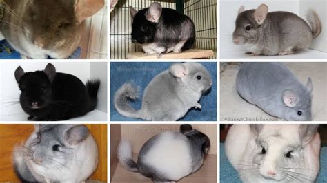 Chinchilla Colors & Mutations - YouTube