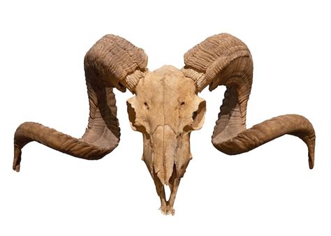 Premium Photo | Ram skull with horns isolated