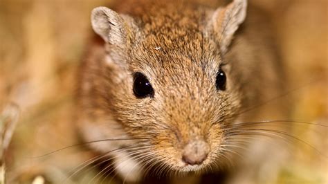 Your pet gerbil is plotting your death | Grist