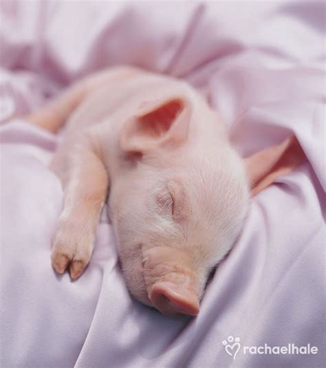 Pinkish white piglet sleeping on bed with light violet sheet. Piglet's ...