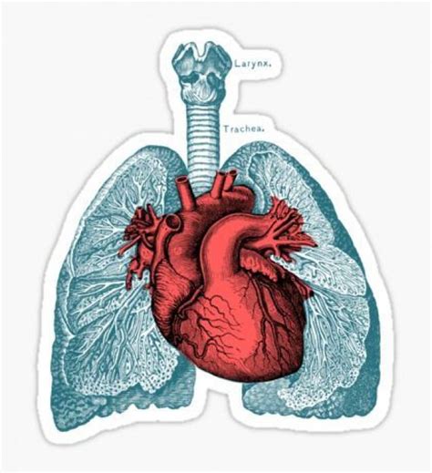 Anatomical Heart: Stickers | Redbubble #human #human #heart | Arte de anatomía, Arte psicodelico ...