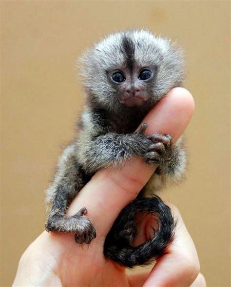 Finger Monkey: Pygmy Marmoset Facts