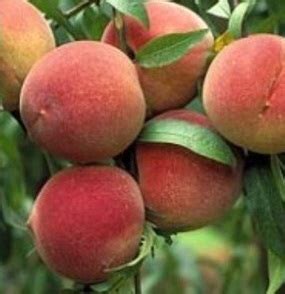 Elberta Peach Tree 4-5' | Fruit Trees | Ison's Nursery & Vineyard