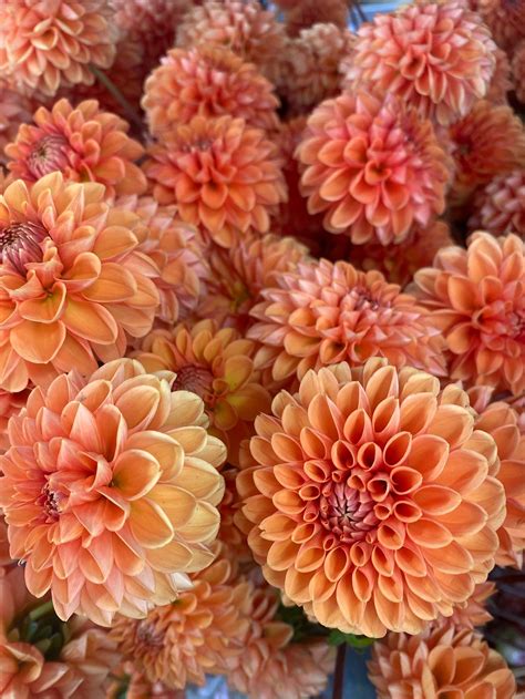 Pin by Sunny Meadows Flower Farm on Dahlia Tuber Varieties | Flowers bouquet, Garden painting ...
