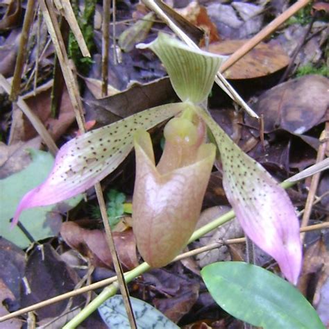 Species New to Science: [Botany • 2017] Paphiopedilum lunatum & P. bungebelangi • Two New ...