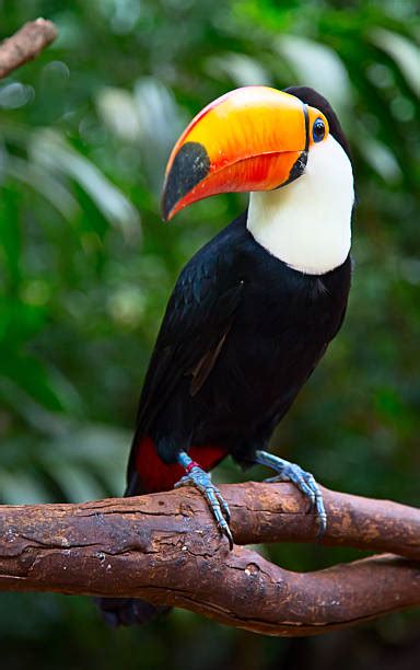 Best Toucan Beak Stock Photos, Pictures & Royalty-Free Images - iStock