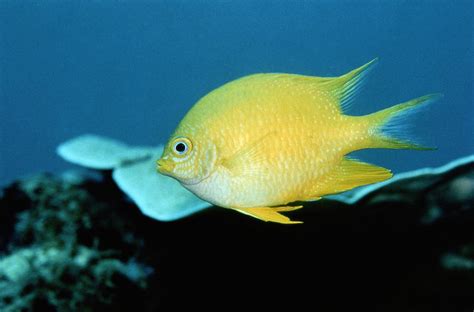 A Golden Damselfish Dascyllus Species Photograph by Wolcott Henry