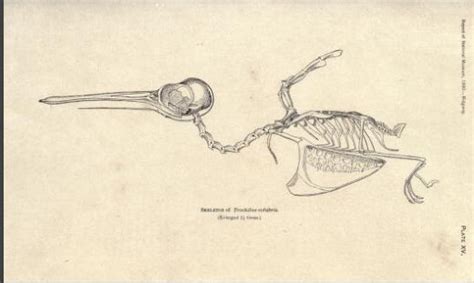 Hummingbird [BHL image] | Science illustration, Anatomy, Animal anatomy