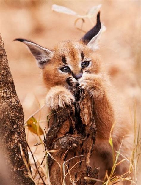 The Caracal is one of the world’s most gorgeous cat breeds (photos ...