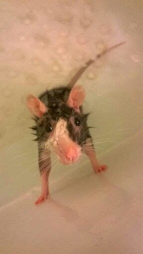 a rat in a bathtub with water on it's face