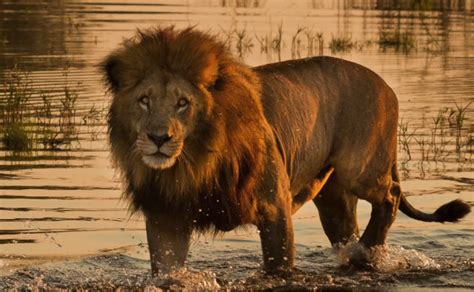 Lion's death stare : r/natureismetal